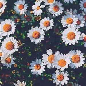 Meet your Posher, Britney